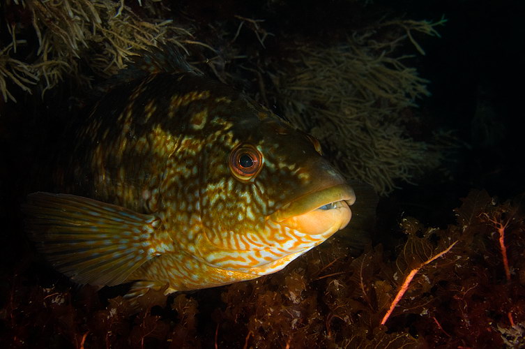 Labrus bergylta 3